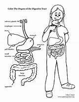 Coloring Stomach Digestive System Getcolorings sketch template
