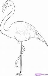 Flamingo Draw Drawing Outline Bird Greater Step Flamingos Simple Cartoon Birds Painting Pink Drawings Sketch Dragoart Animal Pattern Coloring Line sketch template