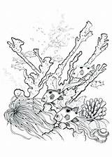 Coral Reef Coloring Barrier Great Pages Drawing Nature Sea Fish Getcolorings Print Color Getdrawings Printable Sketch Colorings Template Sheet sketch template