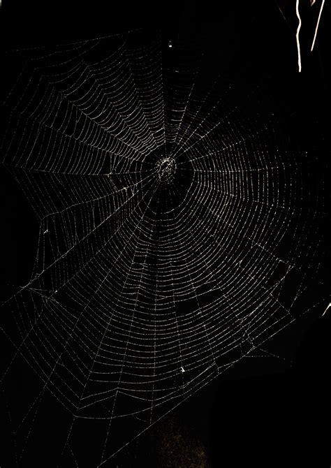 spider webs spidersrule