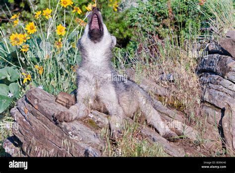 wolves howling  res stock photography  images alamy