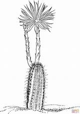 Cactus Mirabilis Flor Rezo sketch template