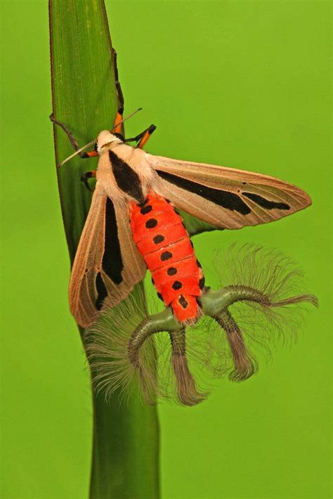 pin on moth