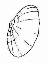 Muschel Malvorlage Muscheln Clam Malvorlagen Kinderbilder Clipartmag sketch template