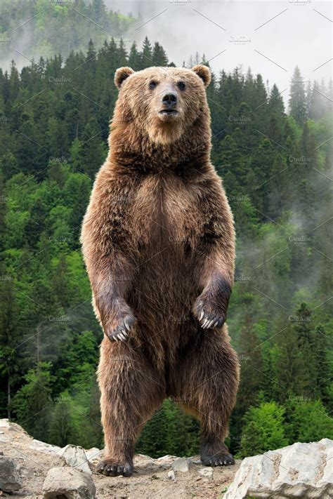 big brown bear standing   hind high quality animal stock