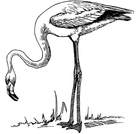 cute flamingo coloring pages   kids coloringfile