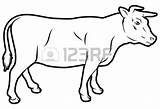 Cow Beef Drawing Illustration Carabao Coloring Pages Steer Clip Label Clipart Could Vector Color Printable Stock Cattle Getcolorings Animal sketch template