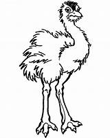 Ostrich Coloring Pages Printable Baby Kids Ostriches Animal Designlooter Template Drawings Bestcoloringpagesforkids Results sketch template