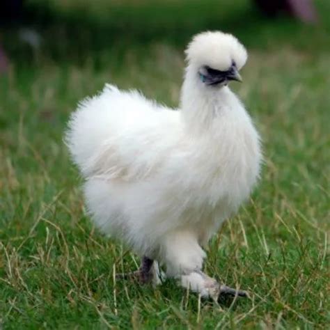 silkie white chicks at rs 135 piece in anantapur id 19619261112
