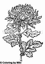 Chrysanthemum Coloring Kiku 塗り絵 Flower Pages 保存 sketch template