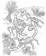 Skorpiony Pustynne Kolorowanka Są Druku Zobaczyć Lasach Drapieżne Można Tropikalnych Pustyni Szczypce Albo Czyż Między Mają Innymi sketch template