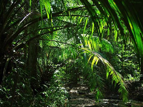 jungle kailiauk island gorean home wiki