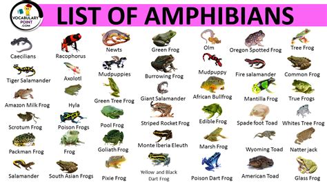list  amphibians list  amphibians  pictures vocabulary point