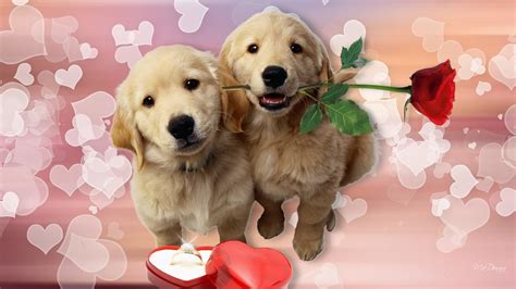 puppy valentine wallpaper  images