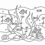 Marine Inhabitants Algae Colorings Doodle sketch template