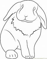 Rabbit Lop Coloring Eared Pet Pages Coloringpages101 sketch template