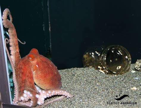 seattle aquarium cancels octopus sex act due to