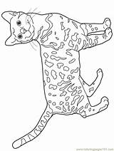 Bengal Coloring Cats Pages Cat Ausmalen Katzen Colouring Zum Malvorlagen Color Kleurplaat Gratis Poezen Muster Ausmalbilder Book Colors Printable Yarn sketch template