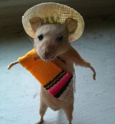 present speedy gonzales  fastest mouse   mexico rmexico