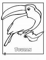 Rainforest Animals Coloring Pages Endangered Birds Animal Tropical Printable Amazon Kids Forest Toucan Print Species Extinct Most Clipart Color Sheets sketch template
