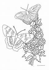 Butterfly Coloring Butterflies Pages Flowers Drawing Roses Flower Forget Color Children Bouquet Printable Mandala Sheet Two Skull Getdrawings Nectar Outline sketch template