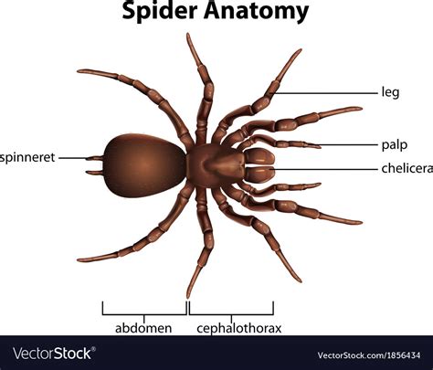 anatomy   spider royalty  vector image vectorstock