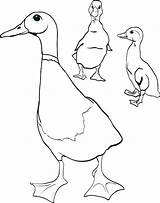 Duck Coloring Pages Ducks Wood Realistic Mother Ducklings Color Little Oregon Getcolorings Printable Shopify Baby sketch template