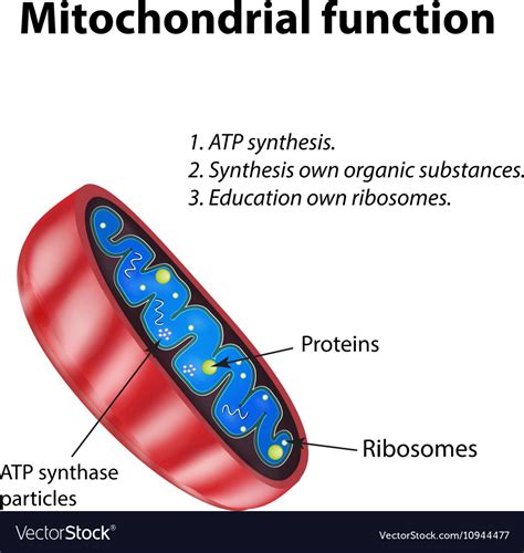 mitochondria diagram  functions wkcn