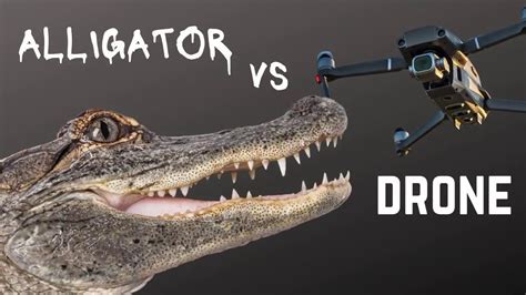 gator  drone   win  battle youtube