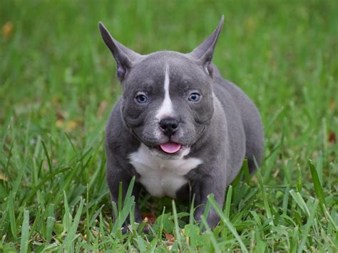 tiny extreme american bully puppies  sale photo