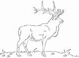 Elk Coloring Pages Drawing Printable Rocky Mountain Template Sketch Getdrawings sketch template