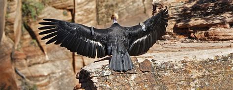 extinct california condor comeback reaches  chicks mpr news