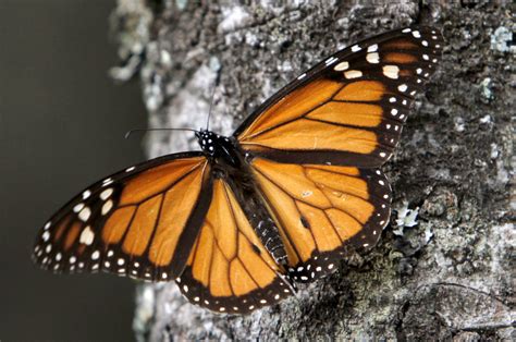 monarch butterflies drop migration  disappear cbs news
