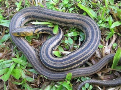 indonesiaku  ular  hidup  air