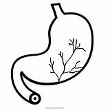 Stomach Estomago Clipart Digestion Dedo sketch template
