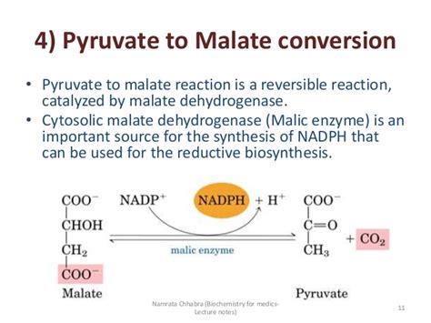 Fate Of Pyruvate A Quick Review