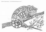 Coloring Chameleon Jackson Detailed Super Designlooter 35kb 1500 sketch template