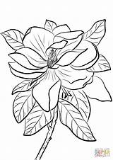 Magnolia Grandiflora Wielkokwiatowa Supercoloring Drukuj sketch template