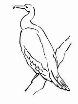 Cormorant Coloring Phalacrocoracidae Drawing Clipart Categories Getdrawings sketch template