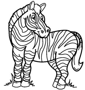 zebra coloring page coloring page book  kids