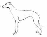 Greyhound Coloring Pages Photobucket sketch template