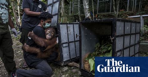 Sumatran Orangutans In Rehab – In Pictures Art And Design The Guardian