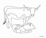 Cow Coloring Pages Longhorn Calf Cattle Color Printable Texas Angus Cows Drawing Realistic Print Getdrawings Draw Line Brangus Kids Popular sketch template