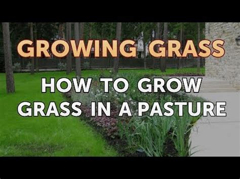 grow grass   pasture youtube