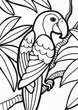 Parrot Napisy Albanysinsanity sketch template