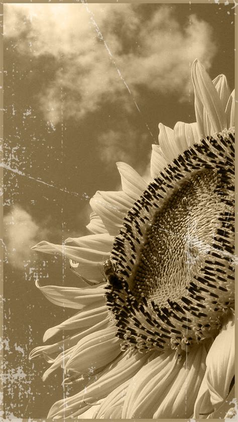 sunflower black  white wallpapersc smartphone