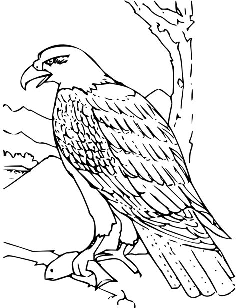 onlinelabels clip art coloring book bald eagle