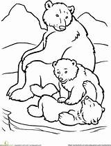 Coloring Bear Polar Pages Arctic Animals Animal Drawing Family Printable Cub Cubs Kids Bears Preschoolers Outline Habitat Colouring Sheets Dessin sketch template