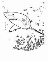Shark Pages Color Sea Activity Printablecolouringpages Via sketch template