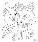 Coloring Deer Pages Baby Roe Deers Moose Color Printable Adults Animals Alaska Comments Print Library Clipart Taiga Getcolorings Coloringhome Categories sketch template